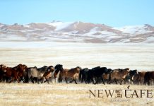 Хүйтний эрч ихэнх нутгаар чангарна