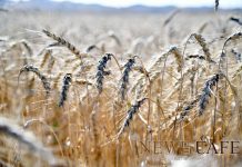 Ургацын баланс 40 хувиар буурчээ