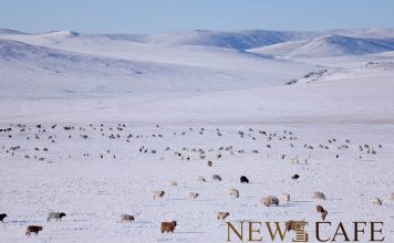 Нутгийн баруун хагаст өнөөдөр цас үргэлжлэн орж, ихэнх нутгаар хүйтний эрч чангарна