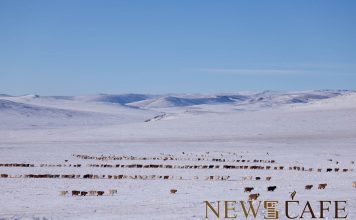 Зудын үнэлгээгээр 20 аймгийн 166 суманд өвөлжилт хүндэрчээ